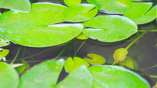 在池塘里游动的鱼视频素材