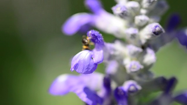 蜜蜂视频素材