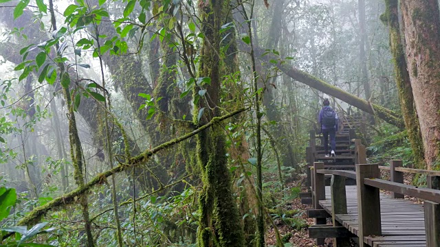 徒步旅行——女性徒步旅行者在雨林中行走视频素材