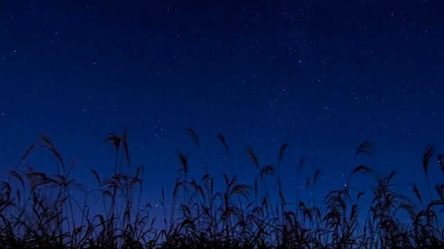 芦苇田的夜景和戏剧性的星空与星田视频素材