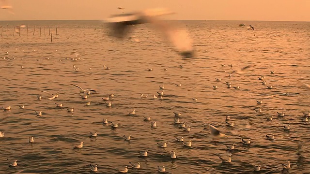 群海鸥视频素材