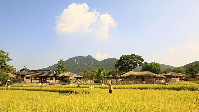 秋日，在Oeam Maul(民俗村)拍摄韩国住宅和稻田视频素材