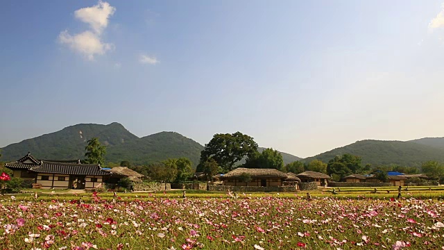 秋日，民俗村的韩国房子和稻田里的宇宙花视频素材