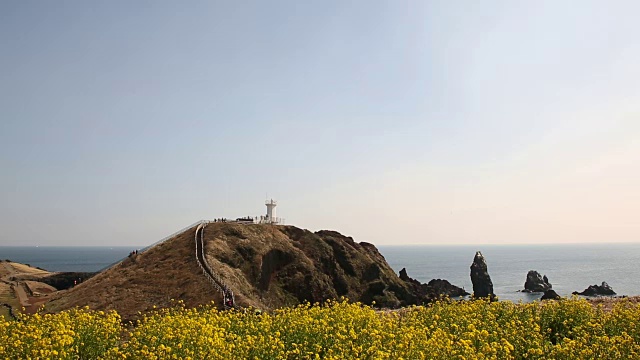 Seopjikoji海滩油菜花田(著名旅游景点)视频素材