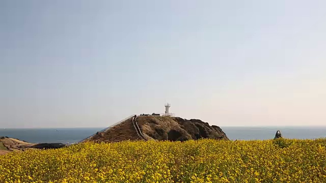 Seopjikoji海滩油菜花田(著名旅游景点)视频素材