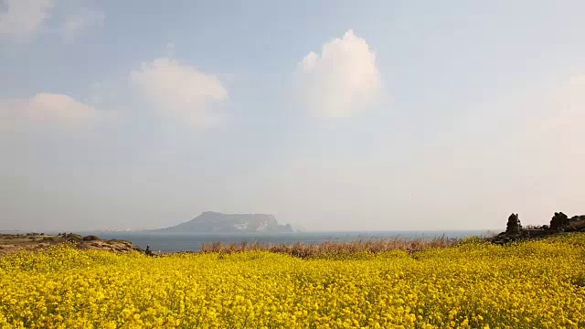 Seongsanilchulbong悬崖上的油菜花田(联合国教科文组织世界遗产)视频素材