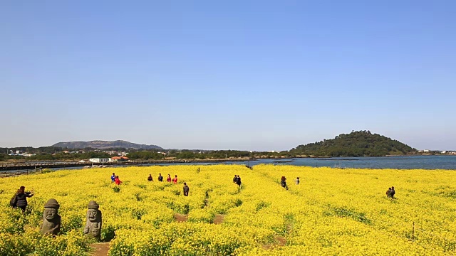 观油菜花田Dolharubang(传统的Jejudo石像在老人的形状)和游客视频素材