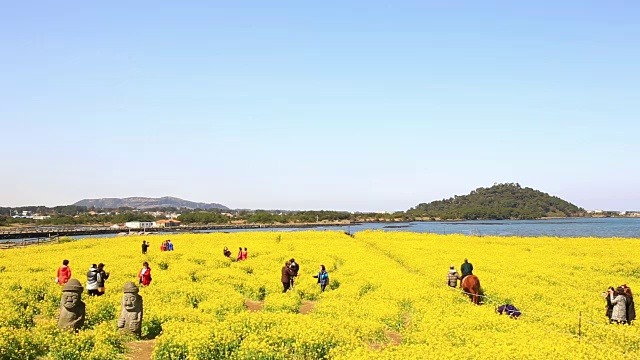 观油菜花田Dolharubang(传统的Jejudo石像在老人的形状)和游客视频素材