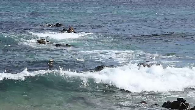 一群海鸥在东海的岩石上视频素材