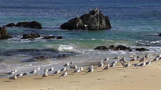 东海海滩上的一群海鸥视频素材