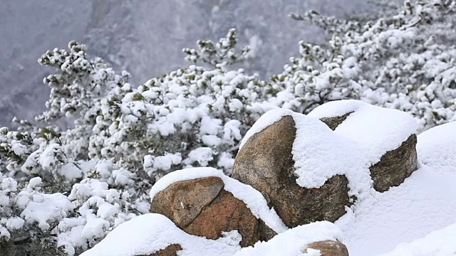 布汗山国家公园冬天的雪景视频素材