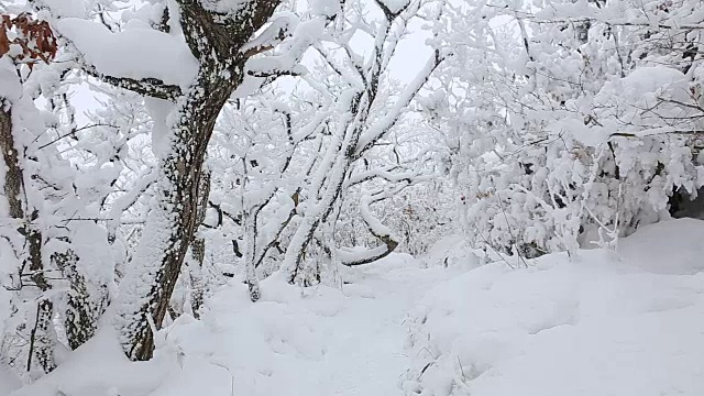 德女山国家公园冬天的雪景视频素材