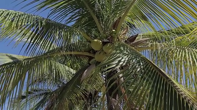 巴亚尔塔港附近的Bucerias，纳亚里特，墨西哥，北美视频素材