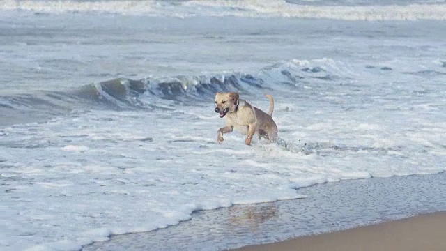 狗在海滩上玩海浪视频素材