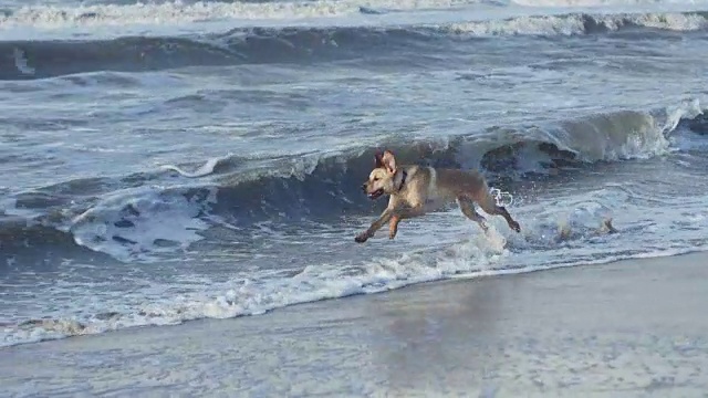 狗在海滩上奔跑视频素材