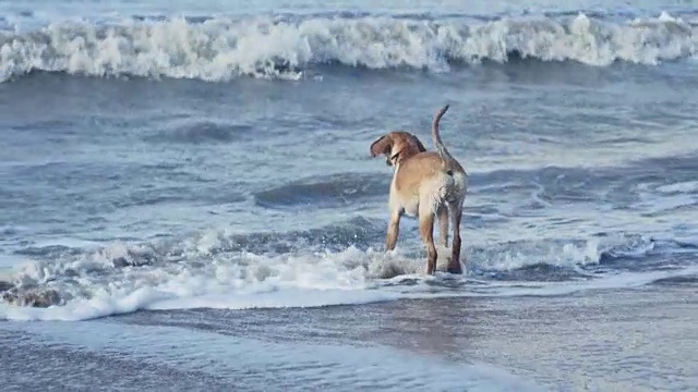 狗在海滩上奔跑，玩海浪视频素材