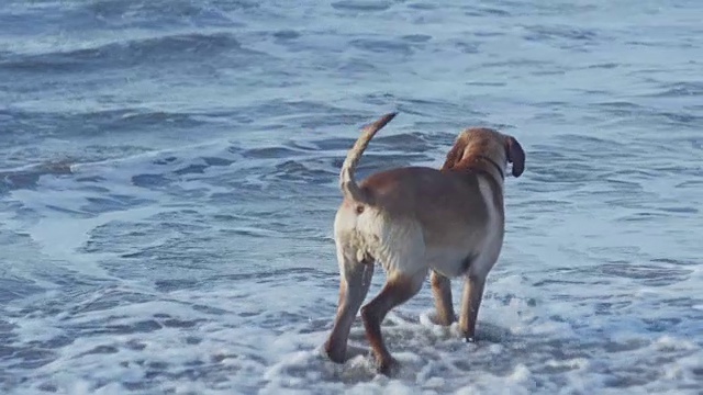 狗在海滩上奔跑，玩海浪视频素材