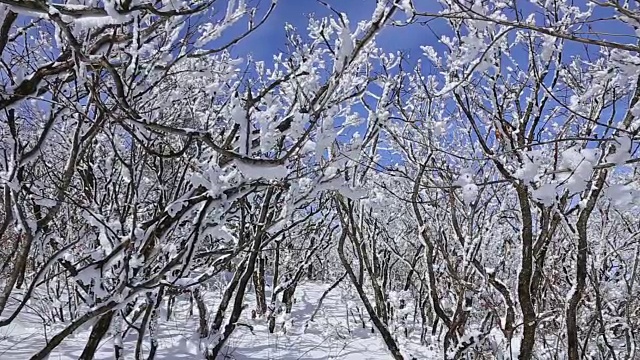 雪景的德女山国家公园和蓝天的冬天视频素材