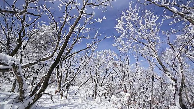 雪景的德女山国家公园和蓝天的冬天视频素材