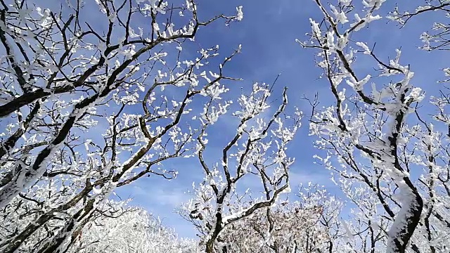 雪景的德女山国家公园和蓝天的冬天视频素材