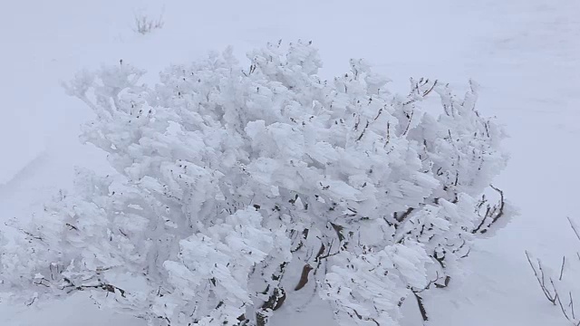 冬天的德岳山国家公园，树枝上的雪在摇曳视频素材