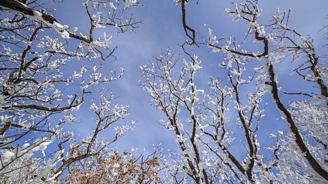 雪景的德女山国家公园和蓝天的冬天视频素材