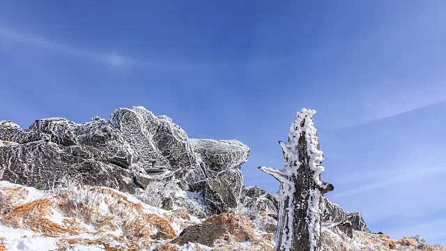 德女山国家公园的死树上的雪和蓝天视频素材