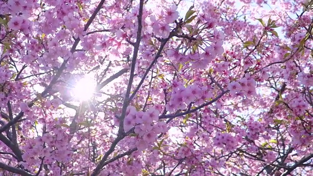 日本的樱花视频素材