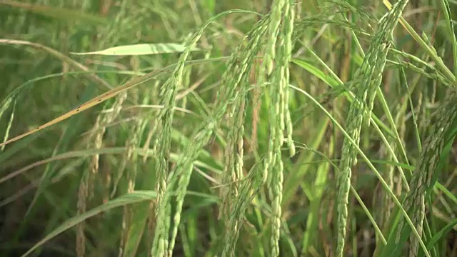 稻田随风而动视频素材