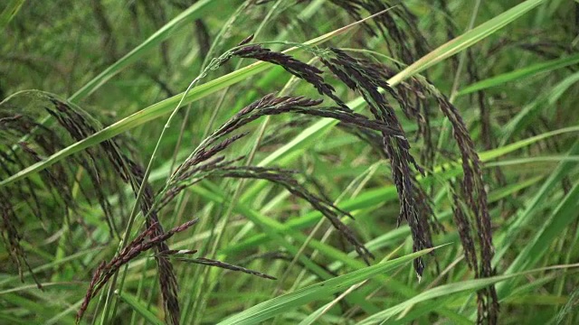 稻田随风而动视频素材