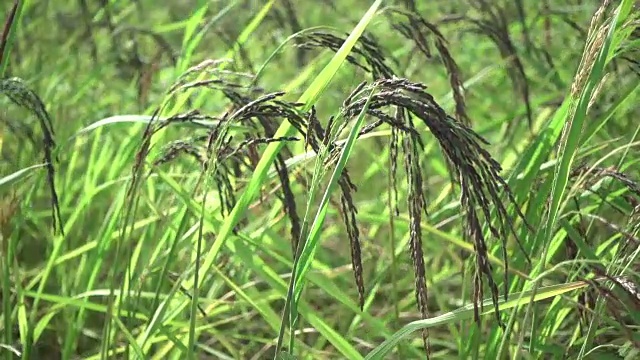 稻田随风而动视频素材