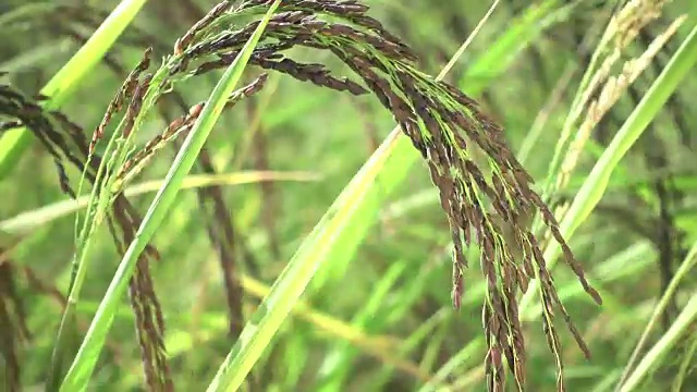 稻田随风而动视频素材