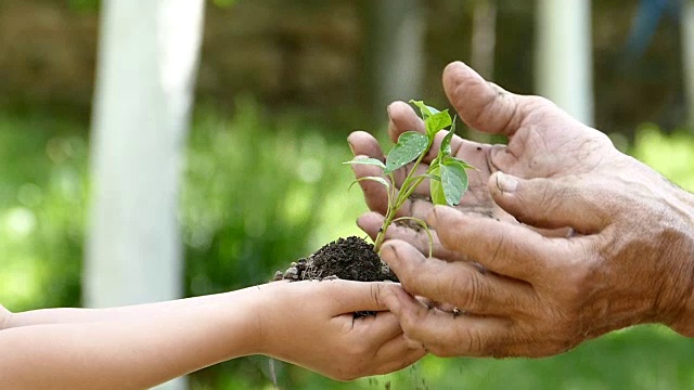 孩子给老人一个土壤和幼小的植物-慢动作视频素材