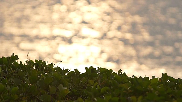 金色的阳光散在海面上作为运动背景。视频素材