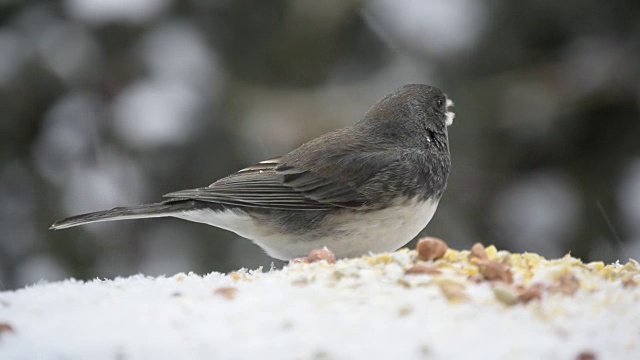 Junco在下雪的时候吃种子视频素材