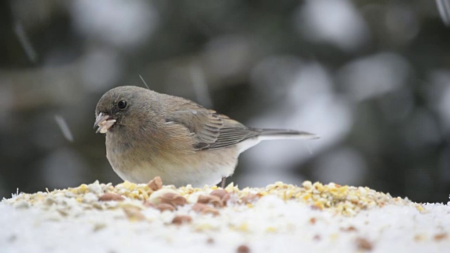 Junco在下雪的时候吃种子视频素材