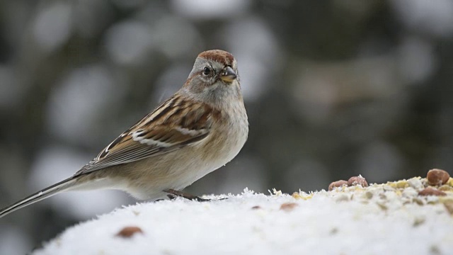 树雀在雪中进食视频素材