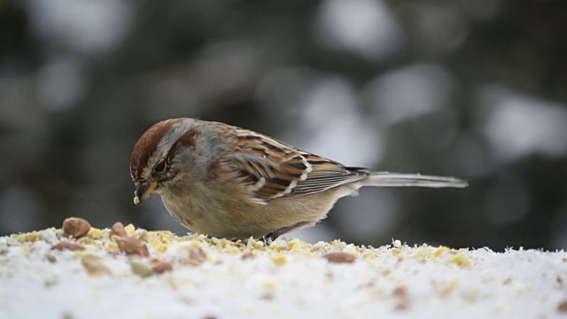 树雀在雪中进食视频素材