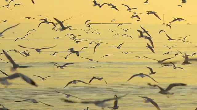 摇拍:黄昏海面上一群海鸥视频素材