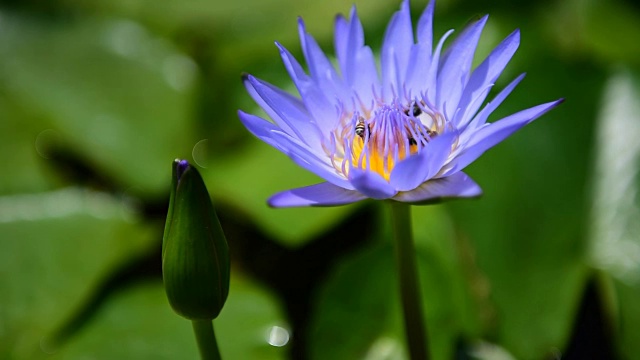 莲花紫蜂视频素材