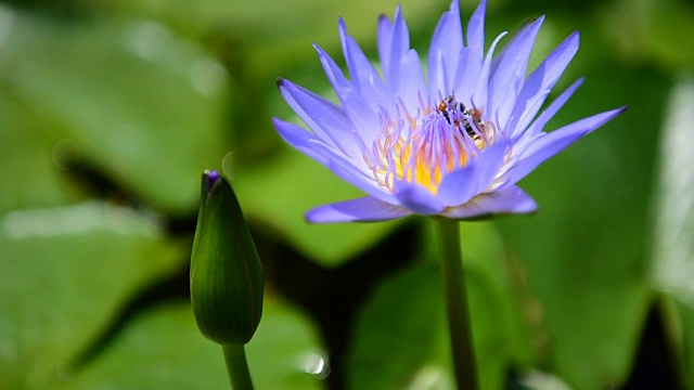 莲花紫蜂视频素材