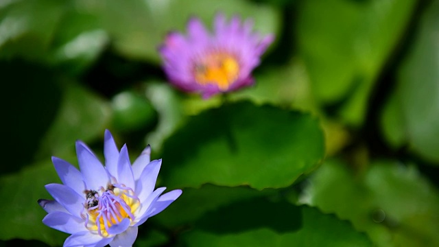 莲花紫蜂视频素材