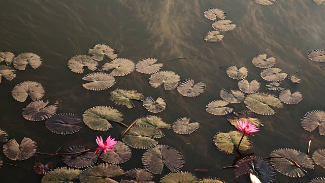 水雾粉红荷花，4k(UHD)视频素材