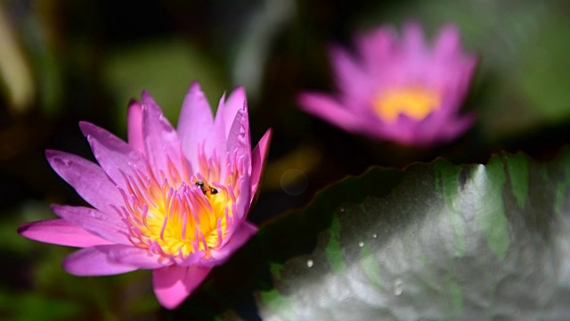 莲花粉蜜蜂视频素材