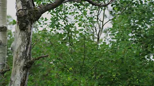 一棵死白桦树的树干在前景和一个活白桦树在背景。视频素材