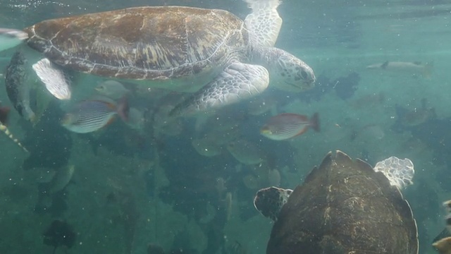 绿海龟游泳视频素材