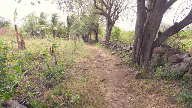 背着香蕉的农夫。丰富的收获。他走在拉丁美洲的一片香蕉地里。视频素材