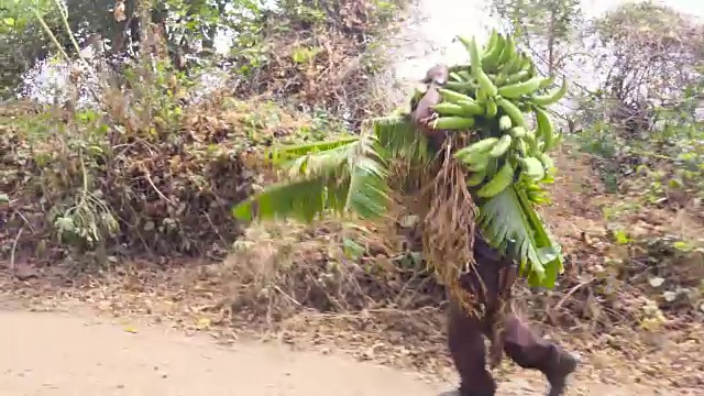 背着香蕉的农夫。丰富的收获。他走在拉丁美洲的一片香蕉地里。视频素材