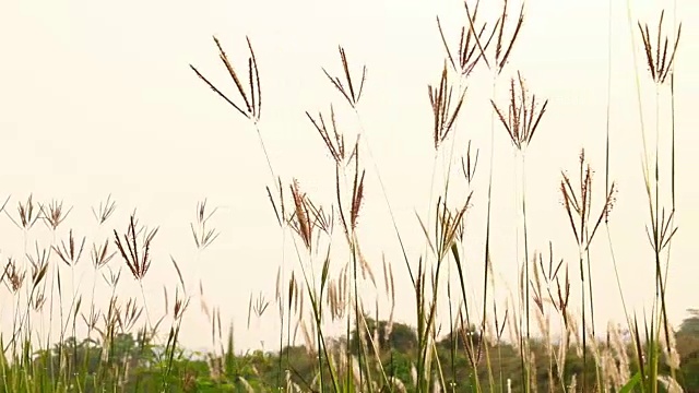 多莉相机:背景草视频素材