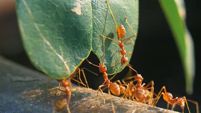 红蚂蚁视频素材